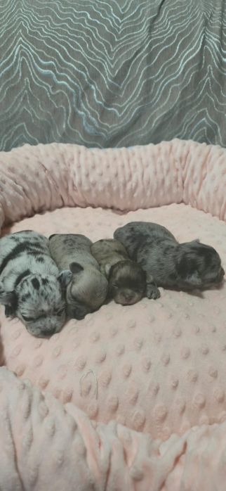 Красивые малыши Чихуахуа