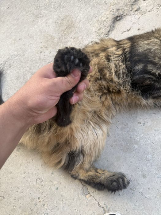 Meyukun er xotin ikkisi xam olti barmoq