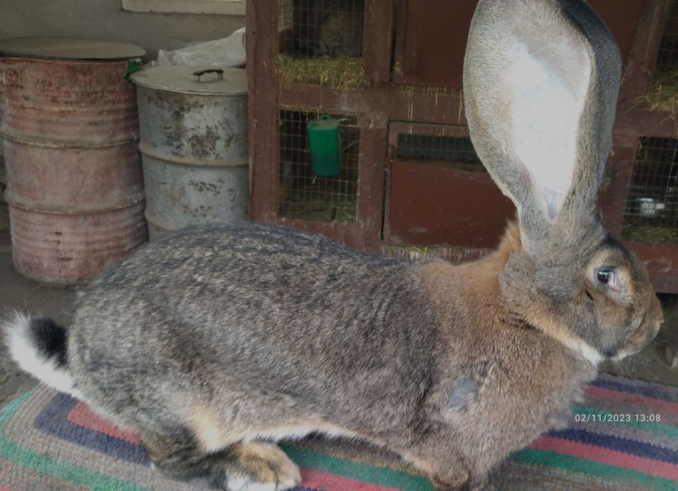 Зайци Белгийски великан