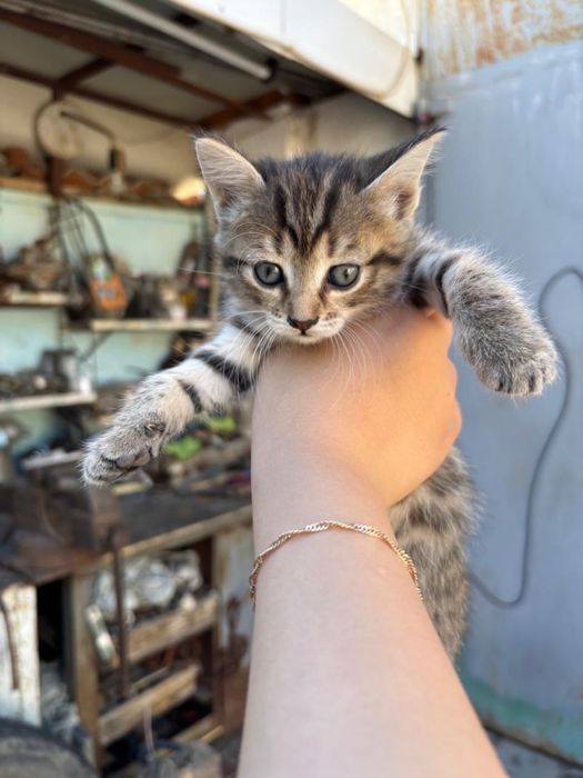 Отдам котят в хорошие руки