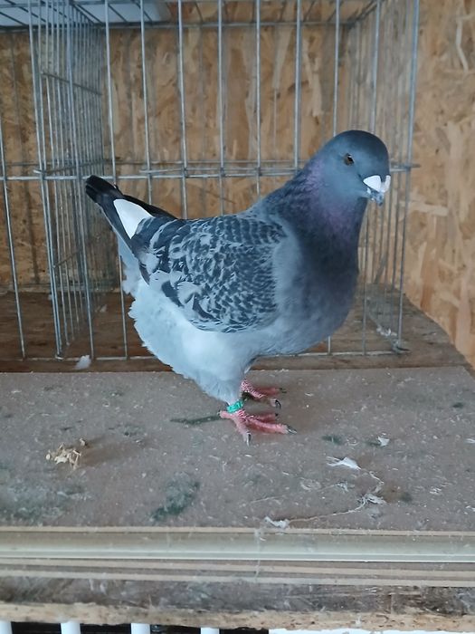 Vând americani geant homer