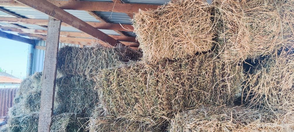 Клевер четвёртый укос