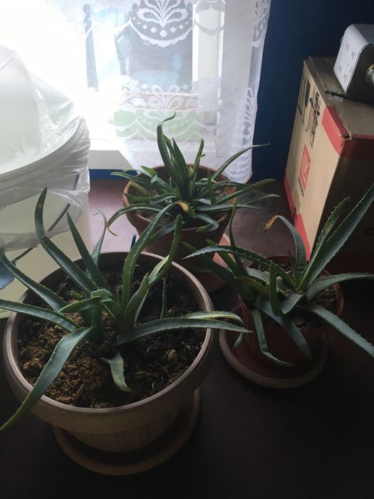 Алоэ вера  комнатные цветы