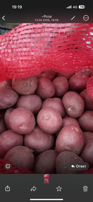 Семенная картошка