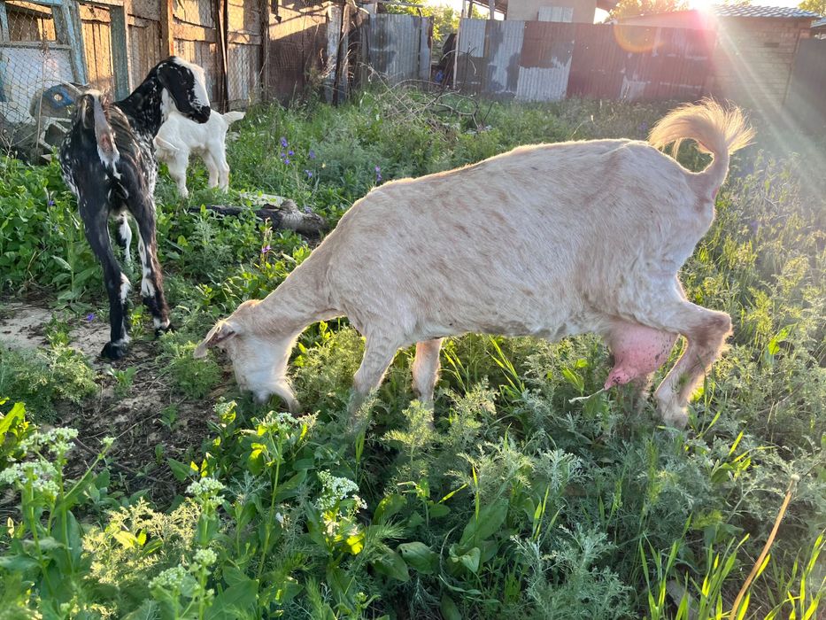 Ешкі сатылады, 2 лағымен