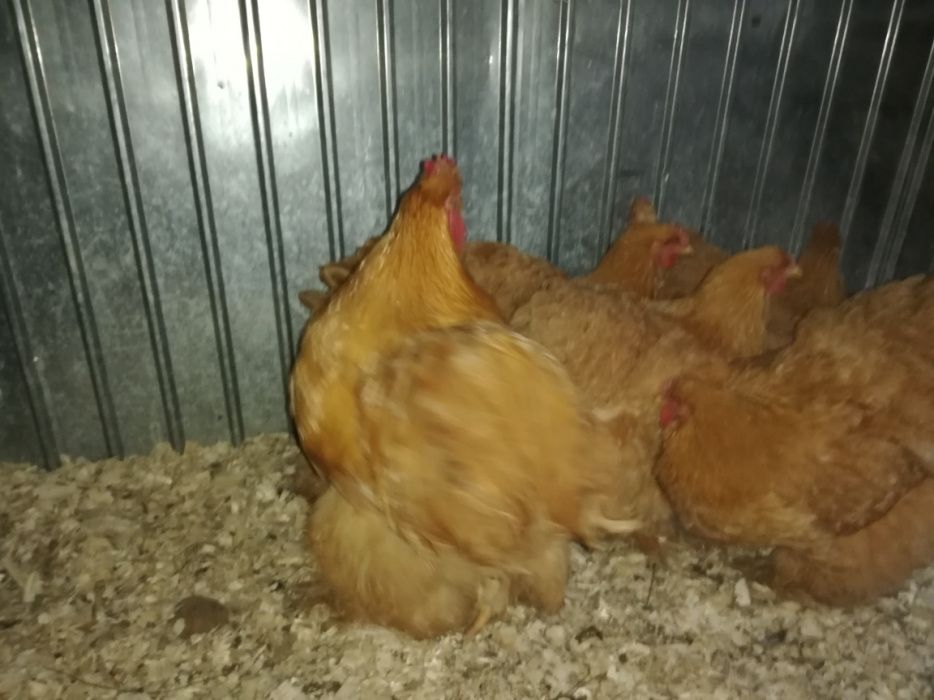 Cochinchina uriaș galben