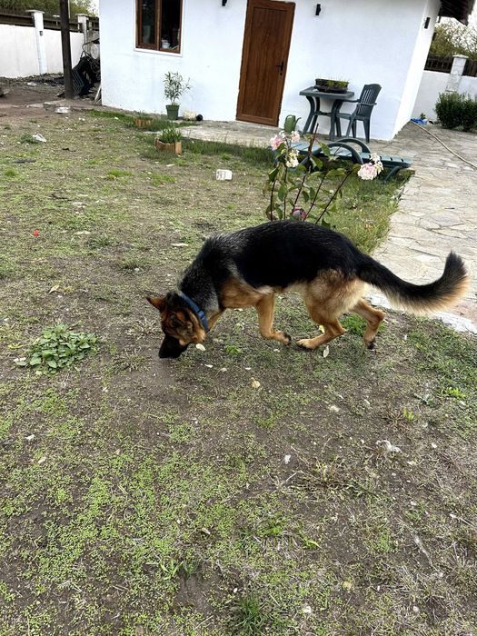 Немска овчарка с родословие/ Женска