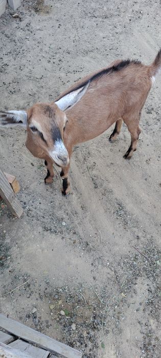 АЛЬПИЙСКИЙ лақ сатылады