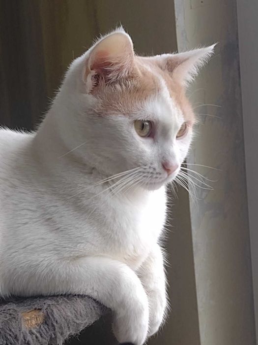 Борянка търси дом и осиновител!