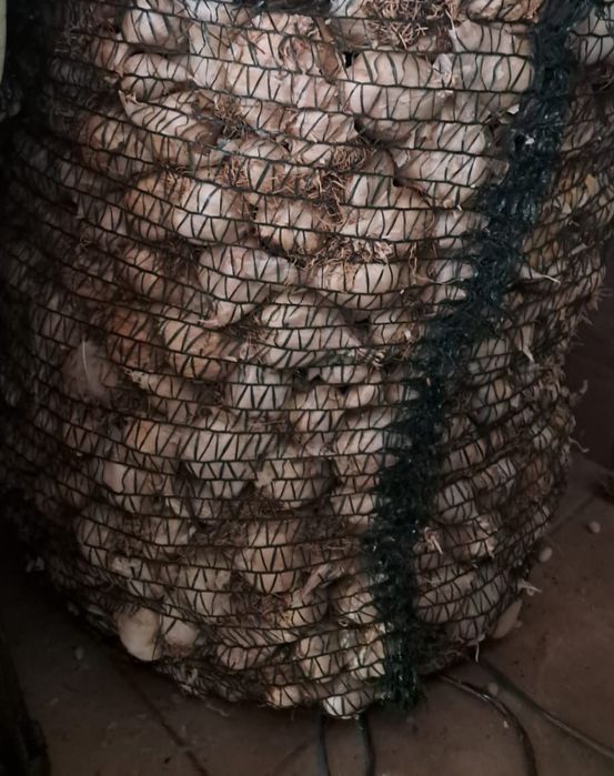 Usturoi românesc pentru semănat