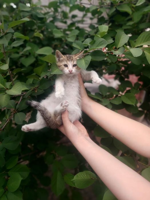 котята Шымкент))