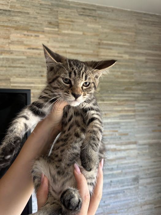 Pisici maine coon