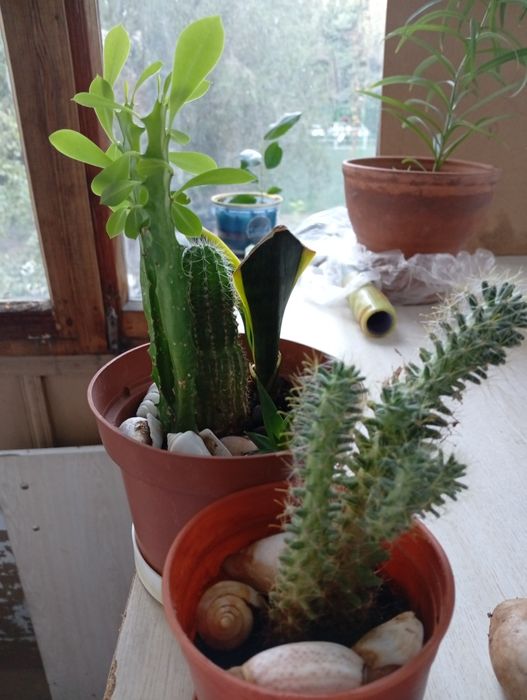 Фикус,молочай,кактусы