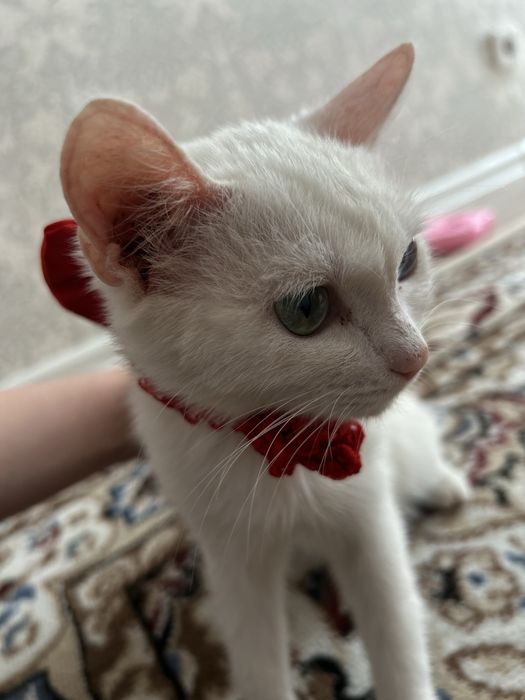 Аппақ мысық Тазайын