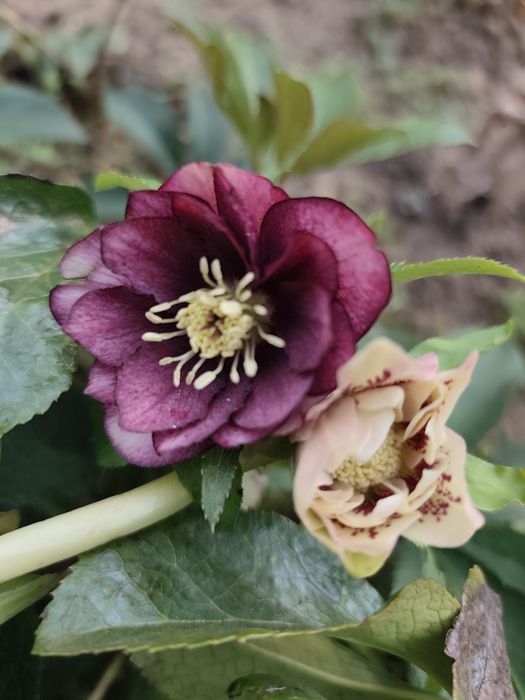 Персиковый махровый морозник