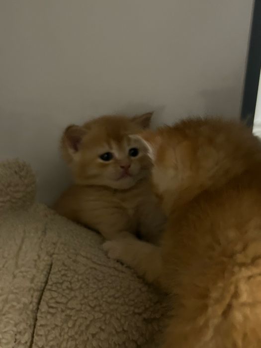 Котята шотланцы