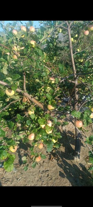 Продам незатапливаемую дачу