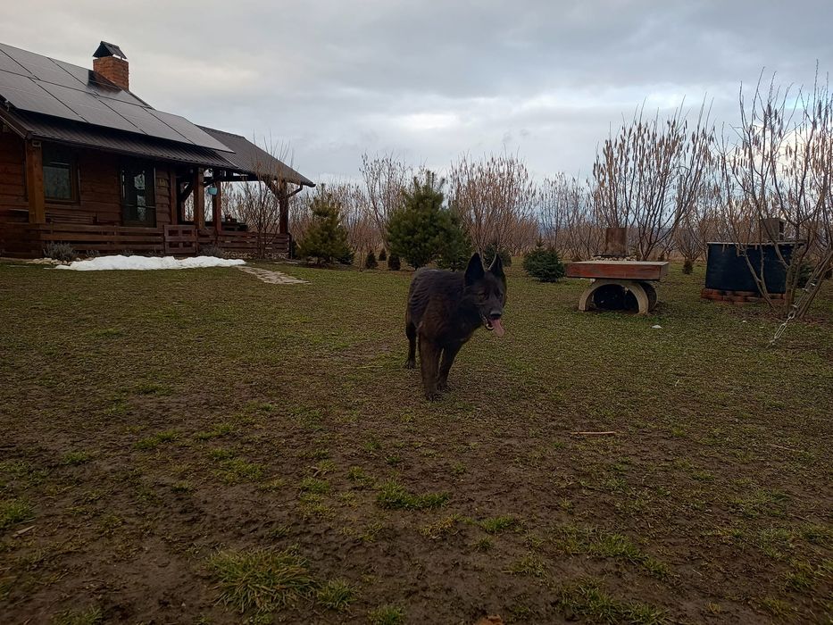 Donez cățea lup negru