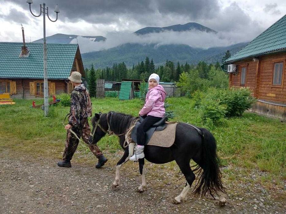 Продам породистых пони