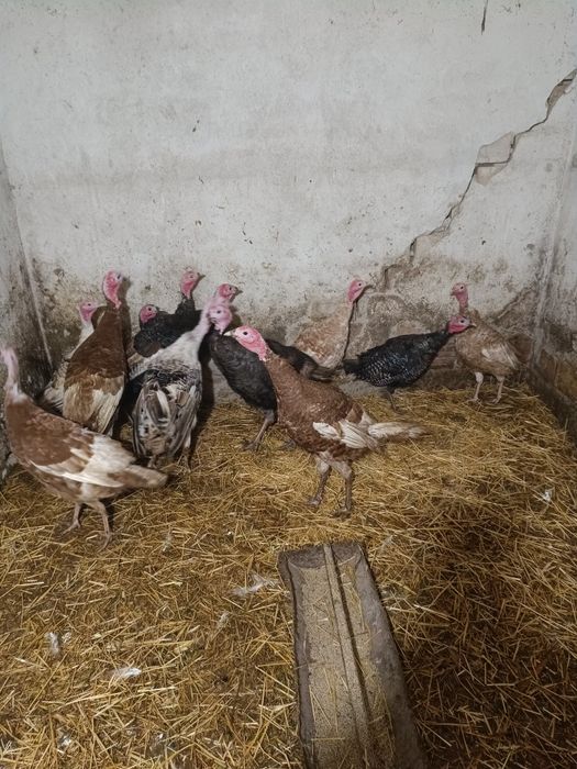 Продавам един пуяк и две пуйки