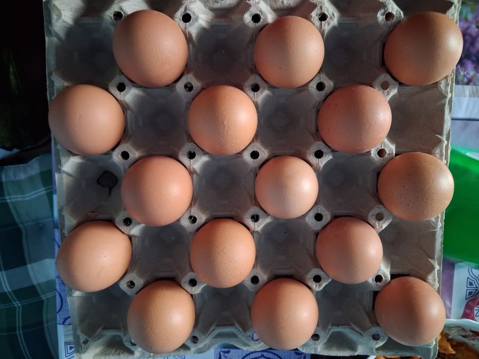 Ouă proaspete de casă