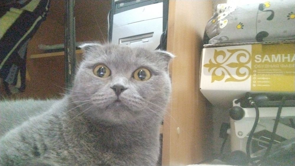 Отдам даром кошка