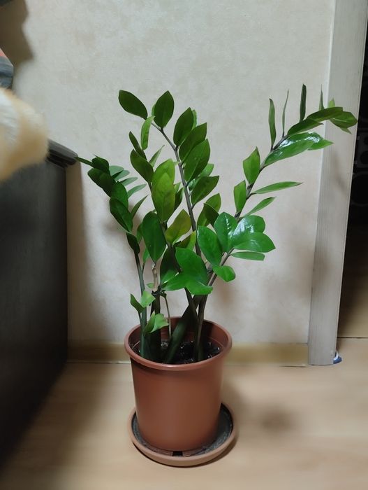 Кодиум, ,Драцены,   другие