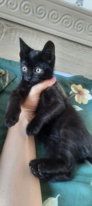 Котёнок мальчик даром