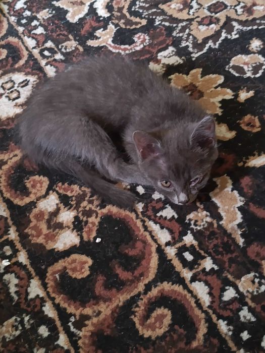 отдадим котят добрым людям