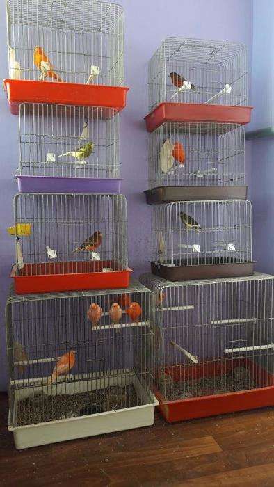 Canari de cantec si culoare