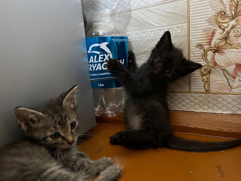 Отдам котят в добрые руки