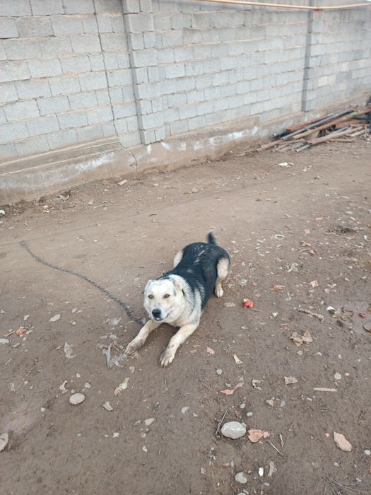 Ит сатылады. Жақсы ахранит етеді