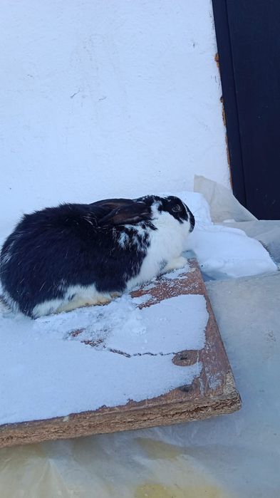 Продам 6-месячных кроликов