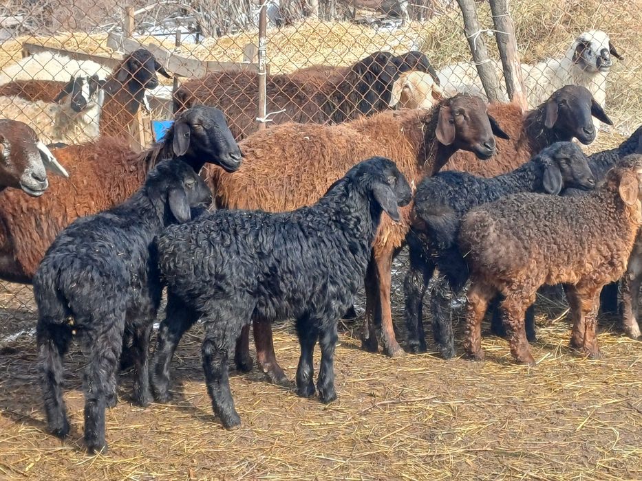 Семіз қозылар сатылады