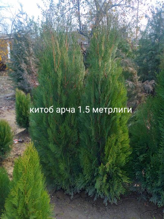 Арчалар. Сасна, Китоб. Туя можовелник сасна