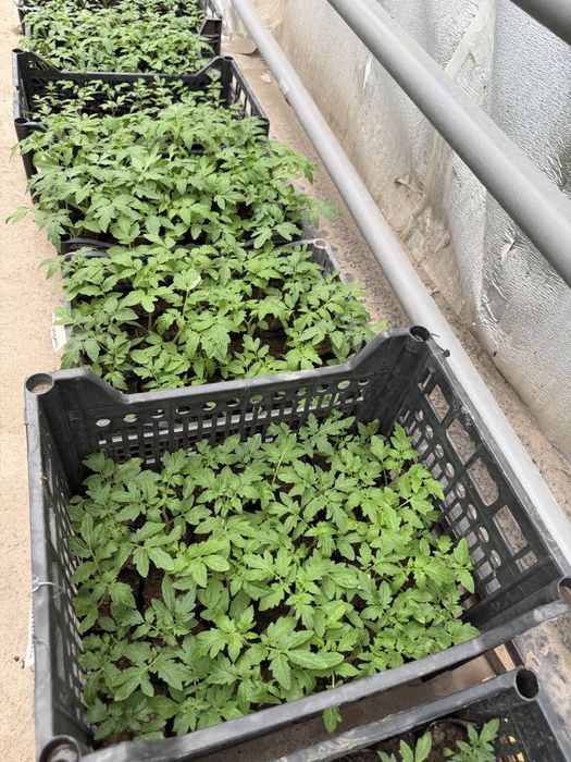 Рассада для огорода