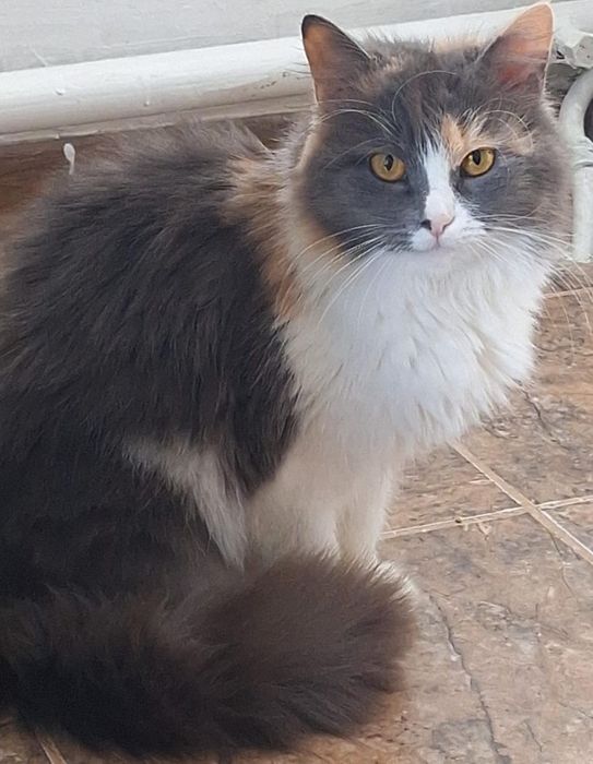 КОТЯТА ждут семью !!!