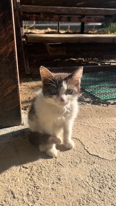 Котёнок бесплатно