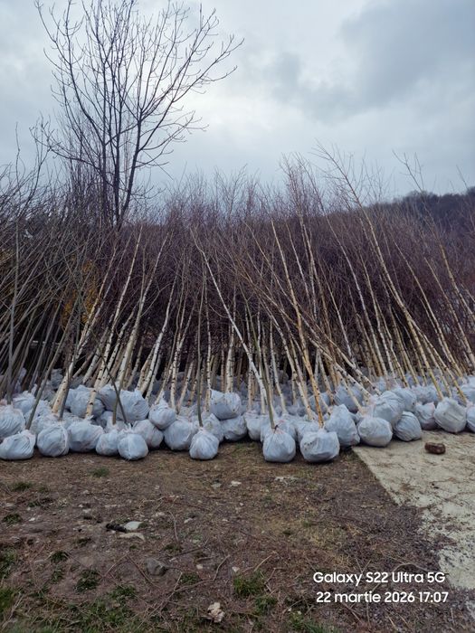 Mesteacan Tei Frasin Stejari plante