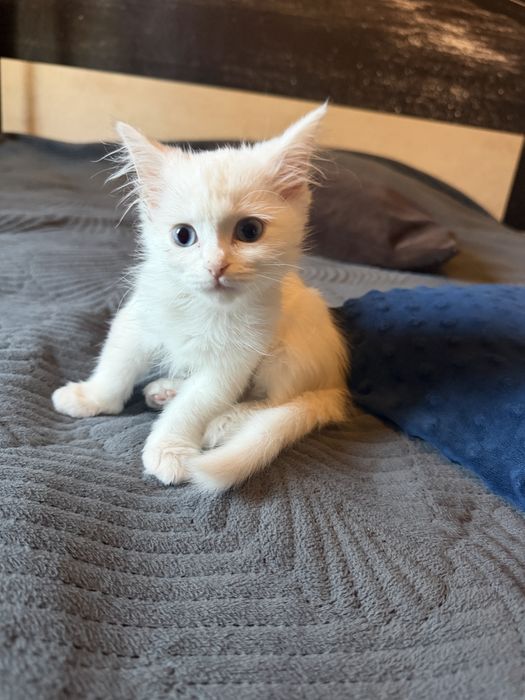 Отдам котенка девочку