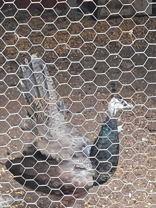 Vând pauni (pereche sau doar masculi )