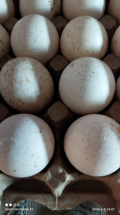 Яйцо индюка для инкубации