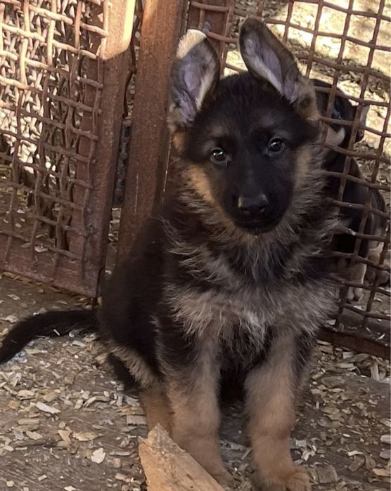 Немецкая овчарка күшігі