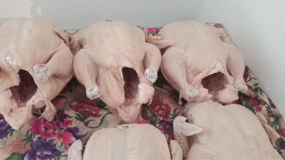 Курочки домашнии свежии