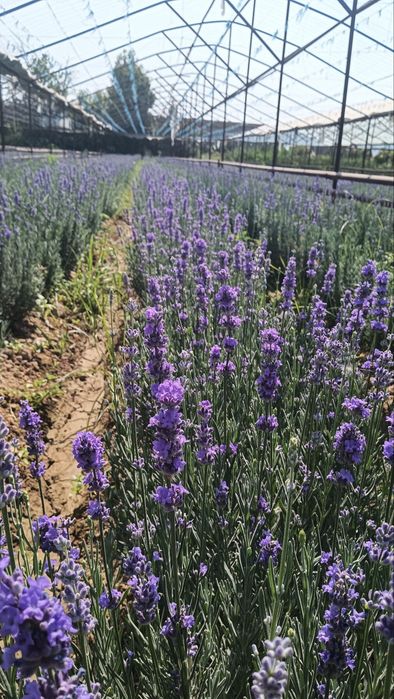 Lavanda gullari sotuvda da