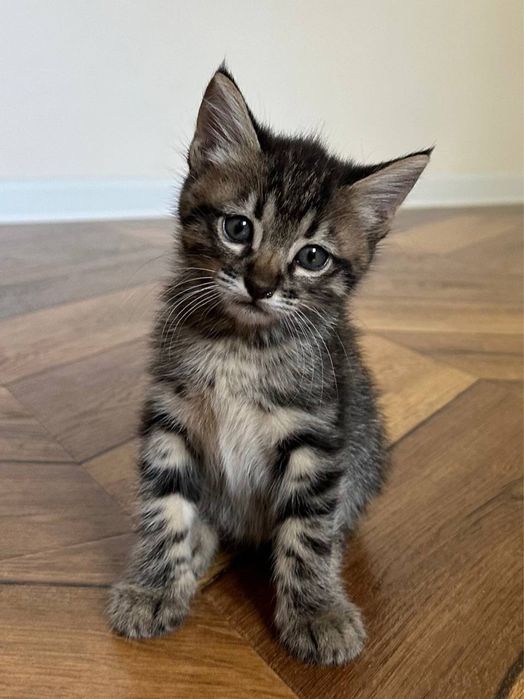 Красивые пушистые котята