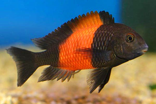 Трофеус бемба (Tropheus moorii bemba)