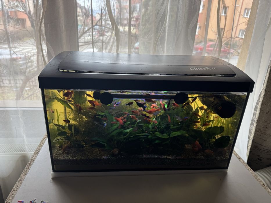 Vand acvariu cu capac classica 60 l volum