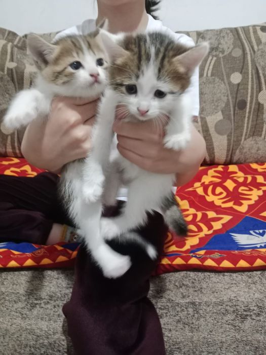 Котенки бесплатно