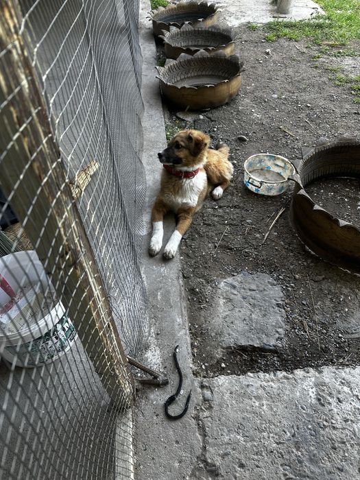 Срочно отдам щека в добрые руки